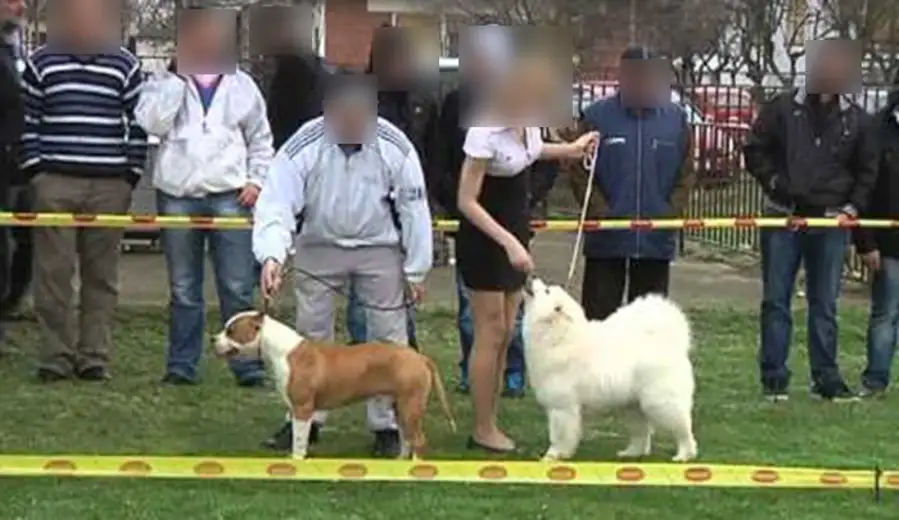 Međunarodna izložba pasa "CACIB 2020" u aprilu