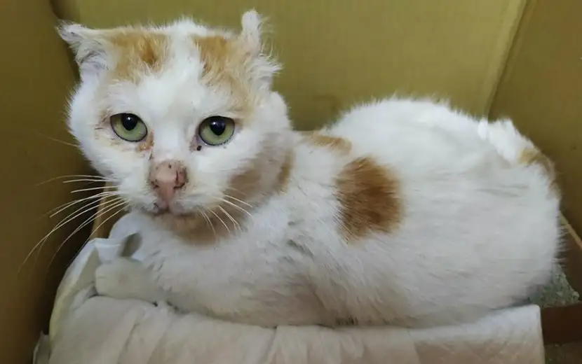 Pronađena povređena maca kod higijenskog zavoda