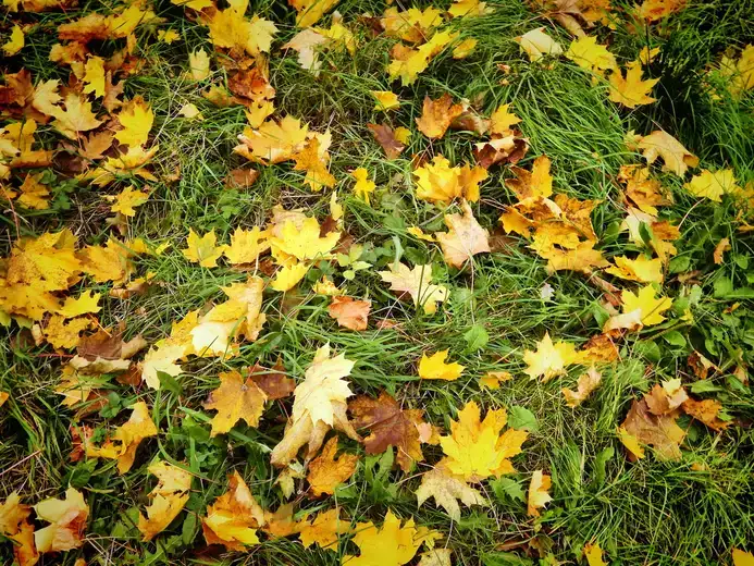 Danas oblačno, hladno i mestimično sa slabom kišom