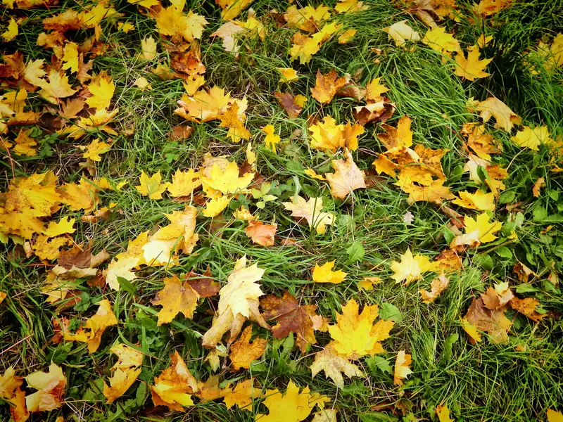 Kako nastaju prelepe boje jesenjeg lišća?