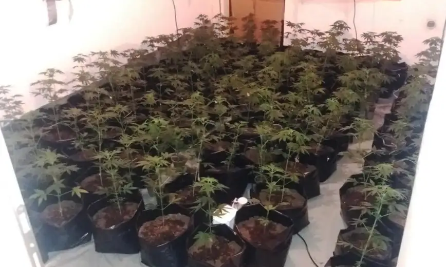 Sokobanja: Uhapšen T.S. iz Niša. Policija pronašla labaratorije za uzgoj kanabisa, 254 stabljike i 370 grama sušene marihuane