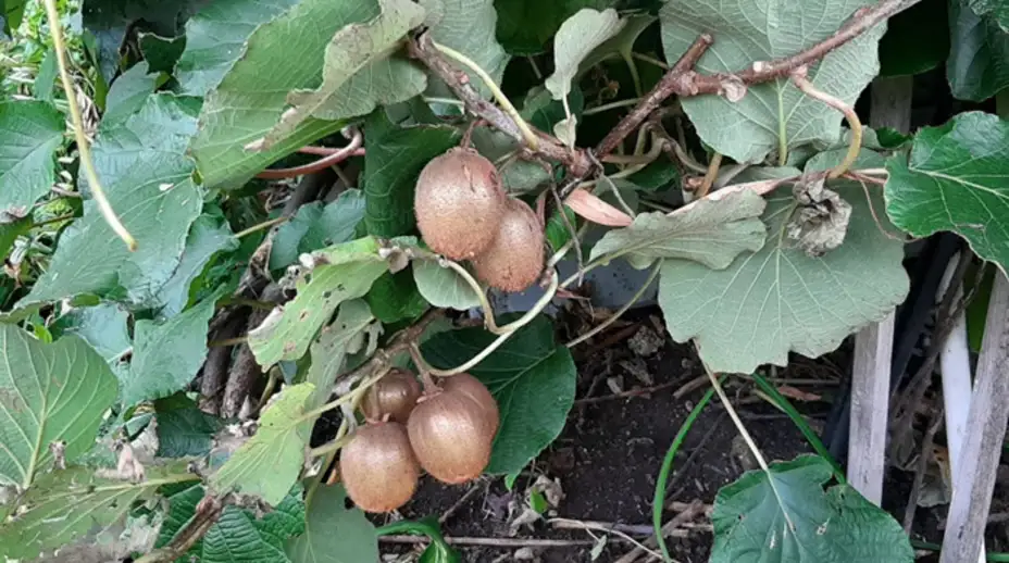 Kivi iz centra Zaječara