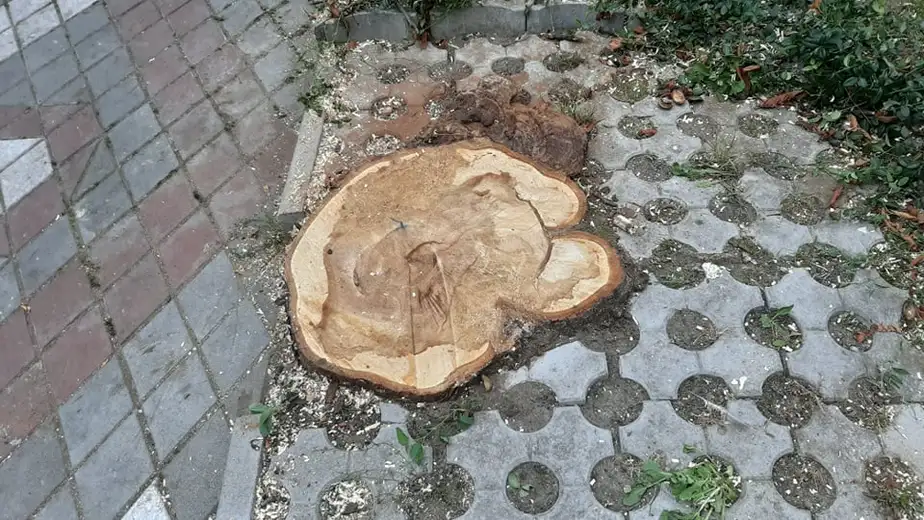 Posečen kesten na Trgu oslobođenja - nadležni kažu da je seča bila neophodna