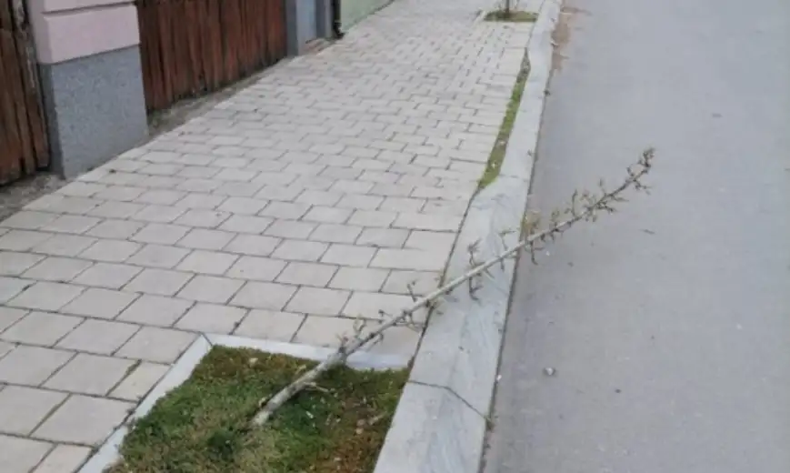 Vandalizam: Opet slomljeno drvo u Zaječaru