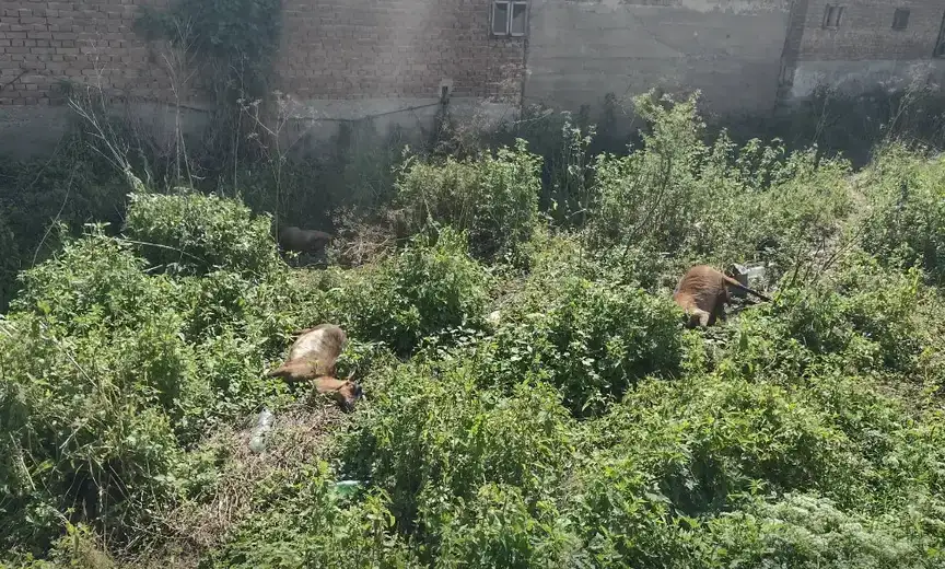 Pokidala se žica u Velikom Izvoru: Čovek doživeo strujni udar, koze nastradale