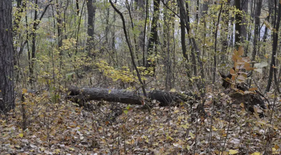 Ko je odgovoran za uništavanje Kraljevice?