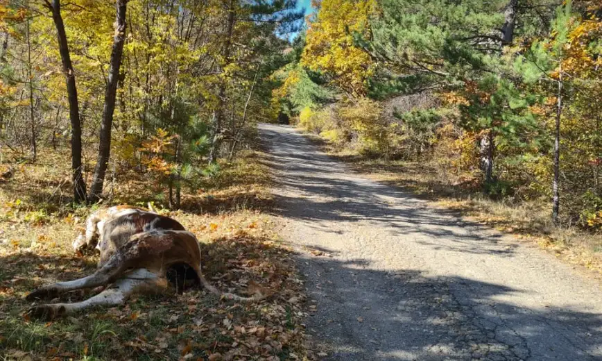 Za nevericu: Leš krave pored puta