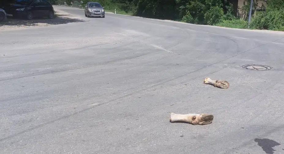 Bizarna situacija u Zaječaru: Razbacane odsečene kravlje noge na raskrsnici