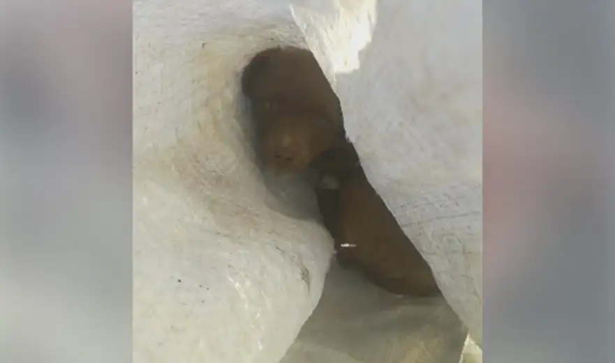 Srećan kraj: Psa bacili u vezanom džaku, igrom slučaja je spasen