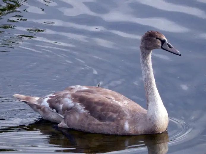 Ptičji grip registrovan u Nacionalnom parku Đerdap