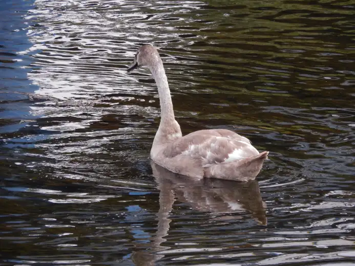 Foto vest: Neobični gost na Popovoj plaži