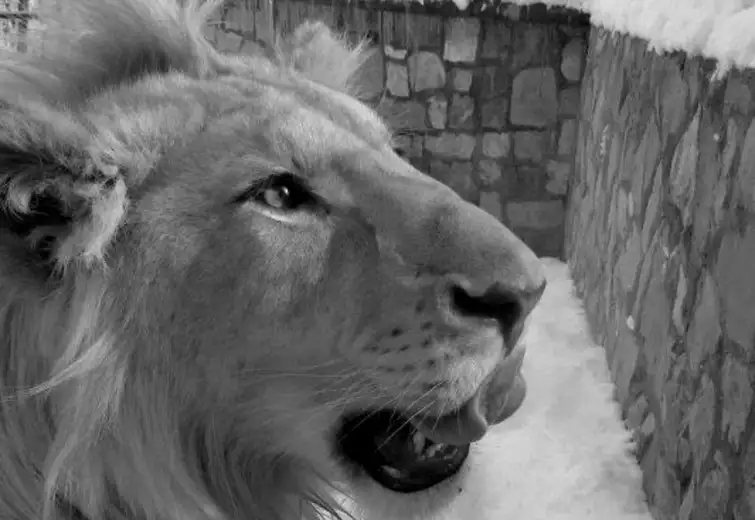 Uginuo Dušan, jedan od najstarijih stanovnika borskog Zoo vrta