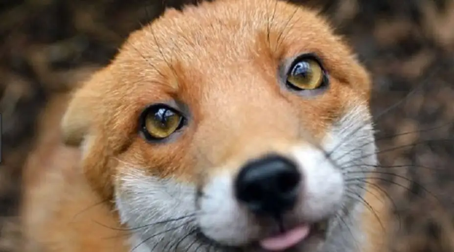 Kad NAČELNIKU crkne "IDIOT"