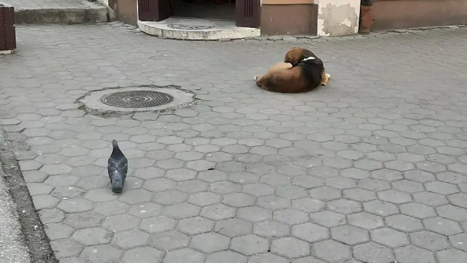 U Srbiji sedam odsto apsolutno siromašnih, trećina građana u riziku