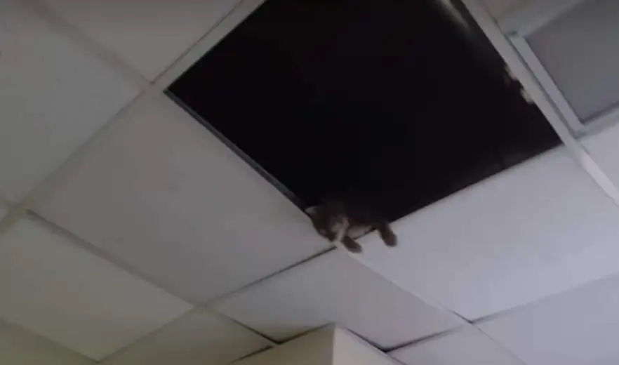 Da li je ZC Zaječar nabavio novu opremu za video nadzor?