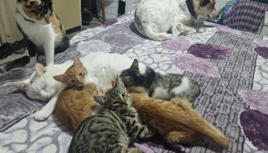 Besplatna sterilizacija pasa i mačaka od početka naredne godine u Zaječaru