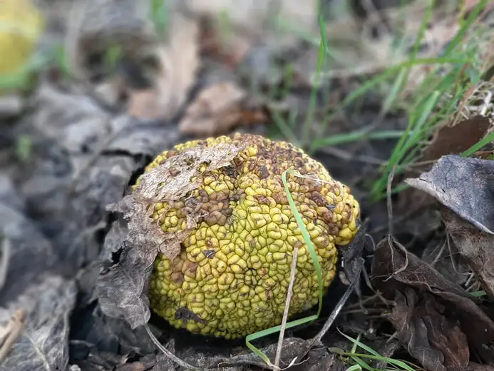 Maklura: Neobični plodovi privlače pažnju šetača na Kraljevici