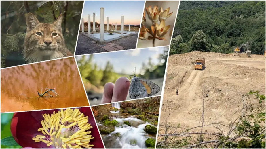 Na području planiranog rudnika kod Zaječara evidentirano 117 zaštićenih vrsta