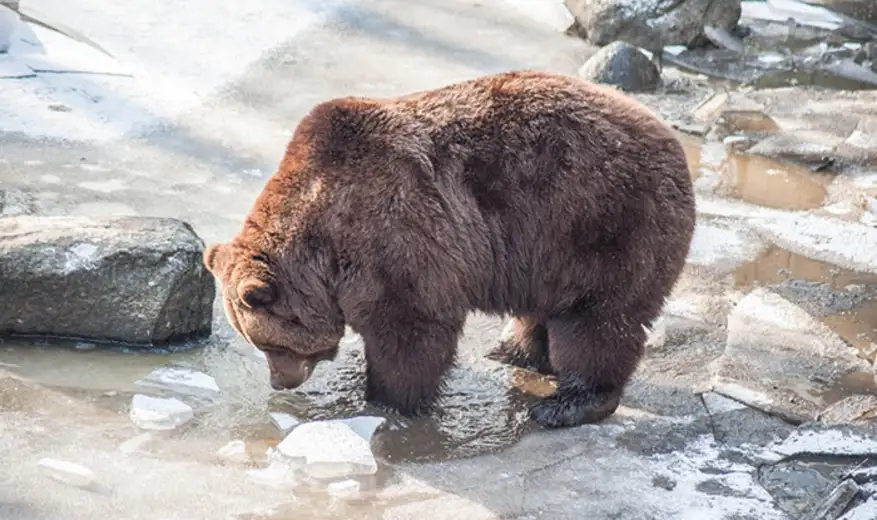 Medvedi izašli iz pećine i nisu videli senku, stiže lepo vreme