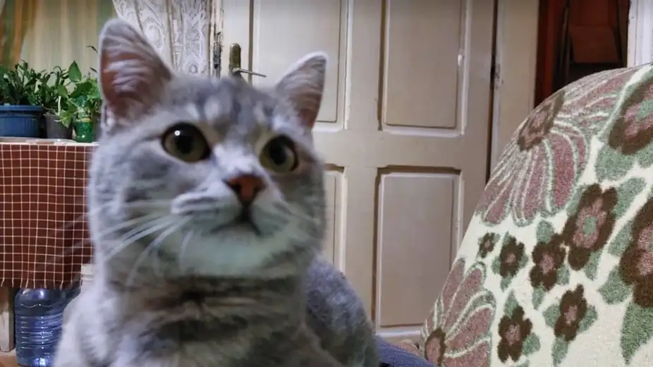 Na Dan mačaka uvek aktuelna rasprava gde su pripitomljene