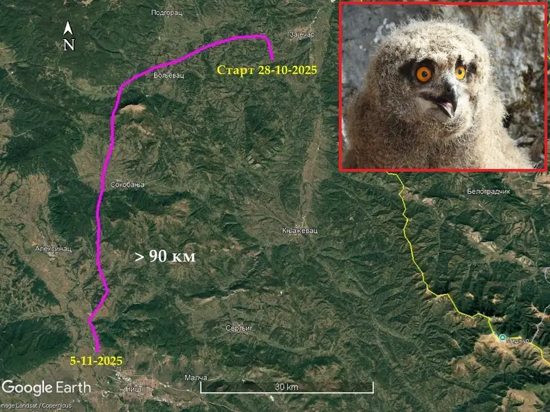 Mlada sova Danica preletela gotovo 100 kilometara za nedelju dana