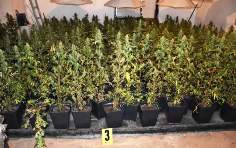 Pronađena ilegalna laboratorija za uzgoj marihuane: uhapšen osumnjičeni Ž. I. iz Zaječara