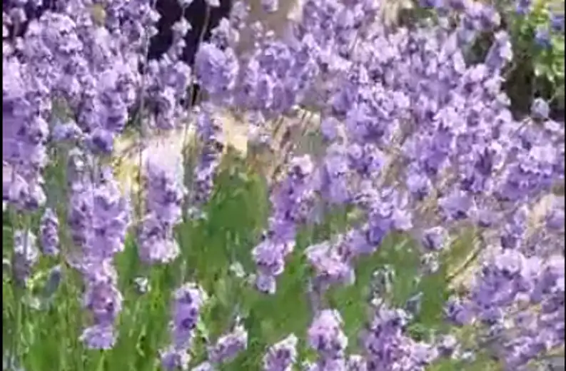 Neobični posetilac u našim baštama: hipnotiše svojom lepotom!