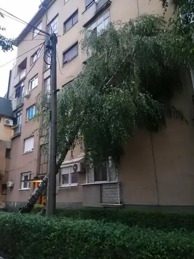 Snažan vetar oborio drvo: Srećom bez štete i povređenih