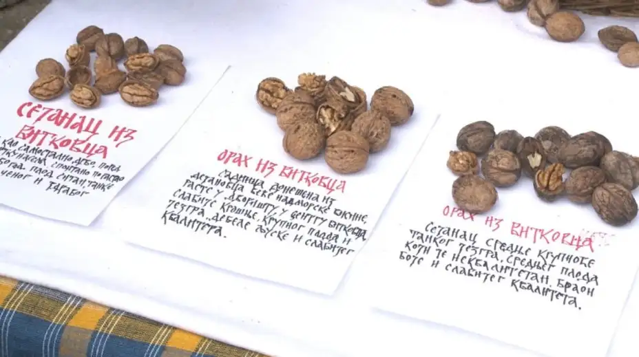 “Timočki dani oraha” u Vitkovcu 25. septembra