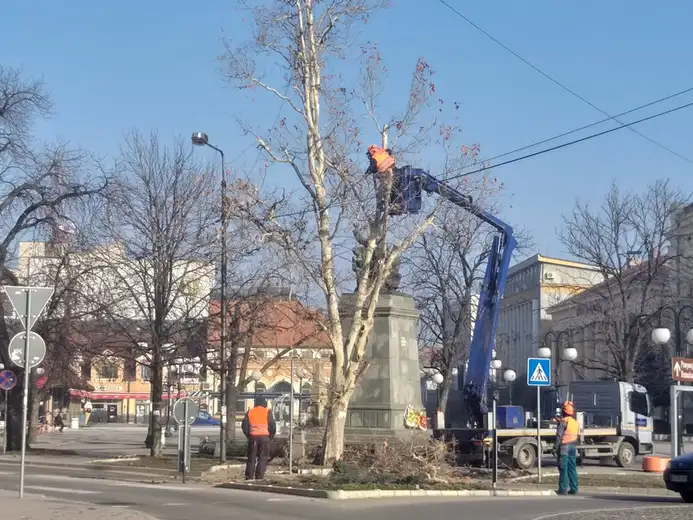 Orezani drvoredi na glavnom gradskom trgu
