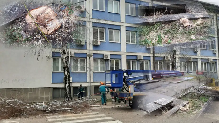 JKP "Timok održavanje": Orezano drveće predstavljalo je opasnost