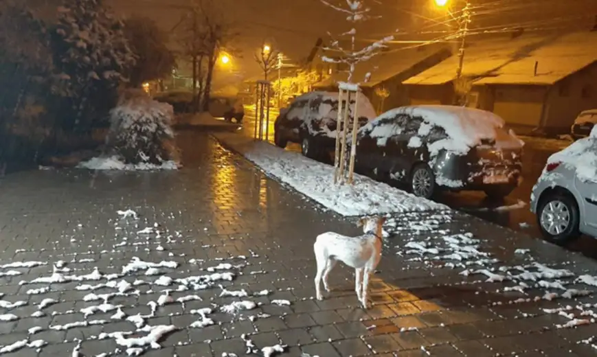 5 saveta za promenu navika pasa zbog policijskog časa