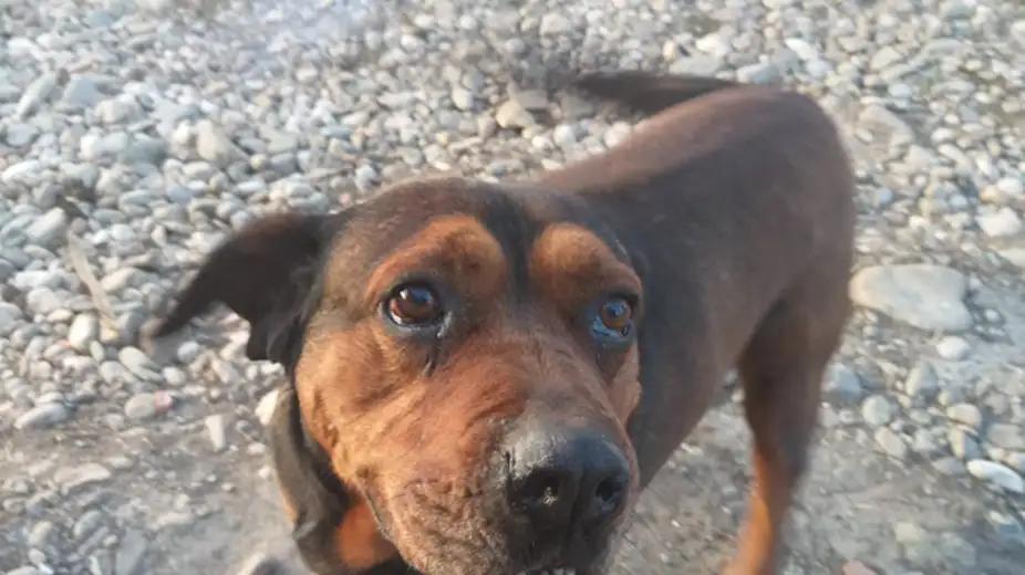 Iz budžeta grada 11.183.483 za naknade po osnovu ujeda pasa