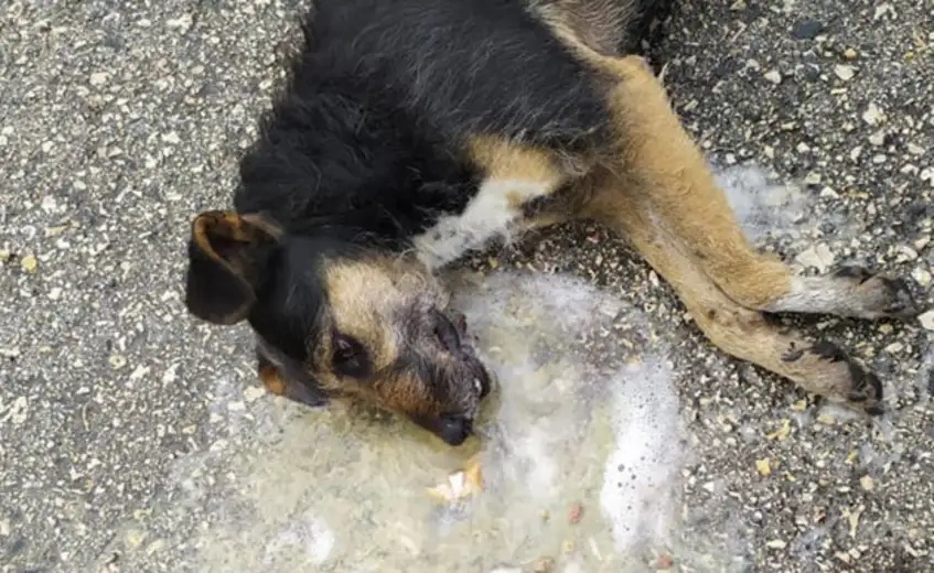 Otrovan pas u Zaječaru