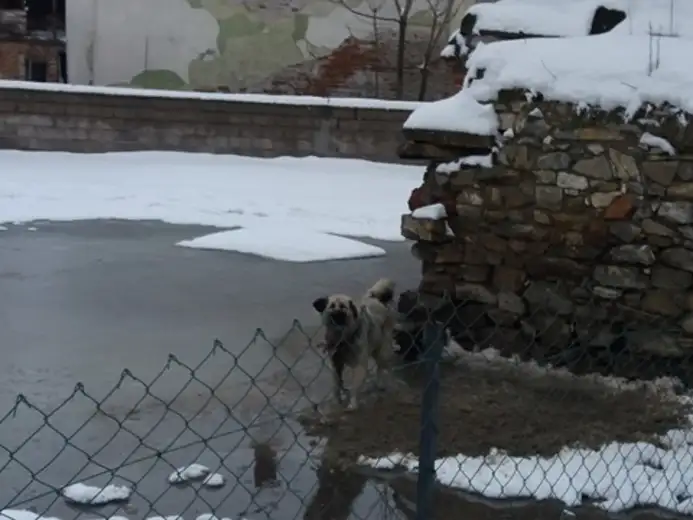 Pasji život: Metar lanca, golo nebo, more vode