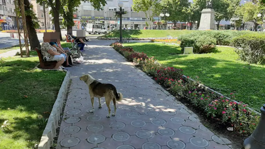 Zaječarci o napuštenim psima: Problem bezbednost i higijena