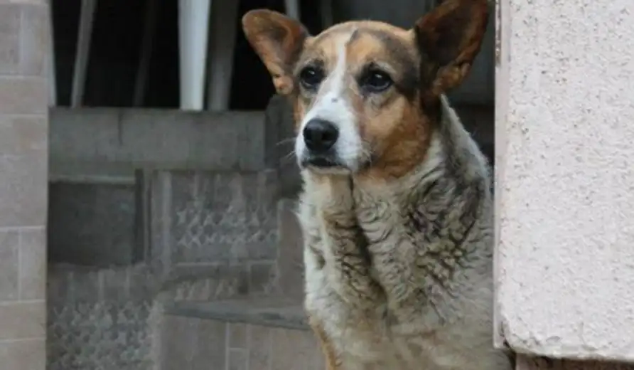 Ovo je ljubav, ovo je žrtva: Ovaj pas iz Zaječara je devet godina bio na ulici, umro je okružen ljubavlju