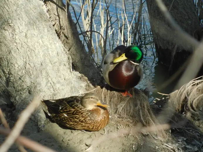 Održana obuka za otkrivanje, procesuiranje i sankcionisanje prestupa vezanih za divlje vrste