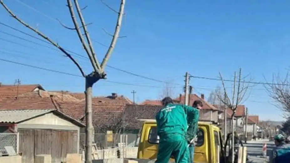 Završena sadnja u Kotorskoj: sadnice odabrane po funkcionalnosti ulice