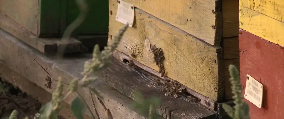 Nadomak Zaječara teče med: Od pčelarstva može lepo da se živi