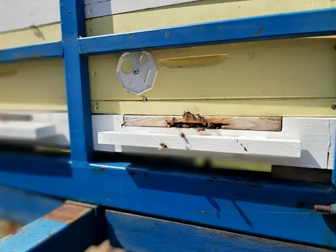 PD "Zaječar": Zatvore košnice radi zaštite pčela pošto će se vršiti prskanje hemijskim sredstvima