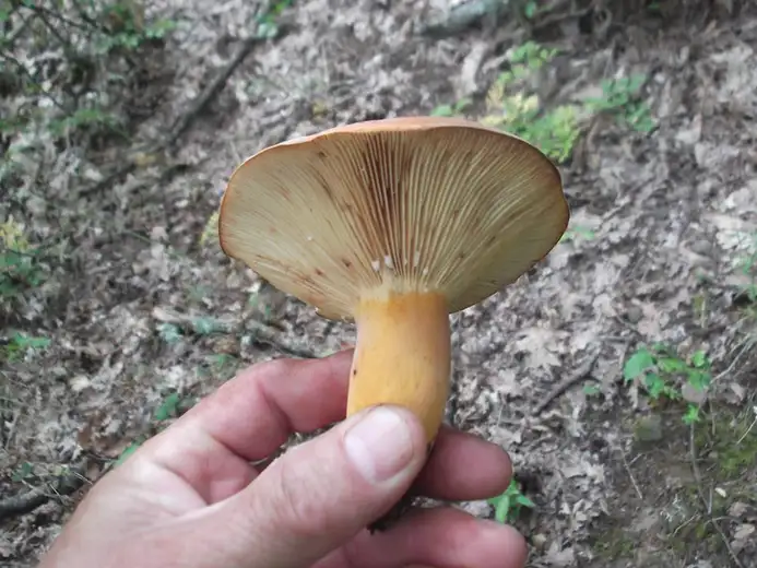 Oprez: Sve više trovanja pečurkama!