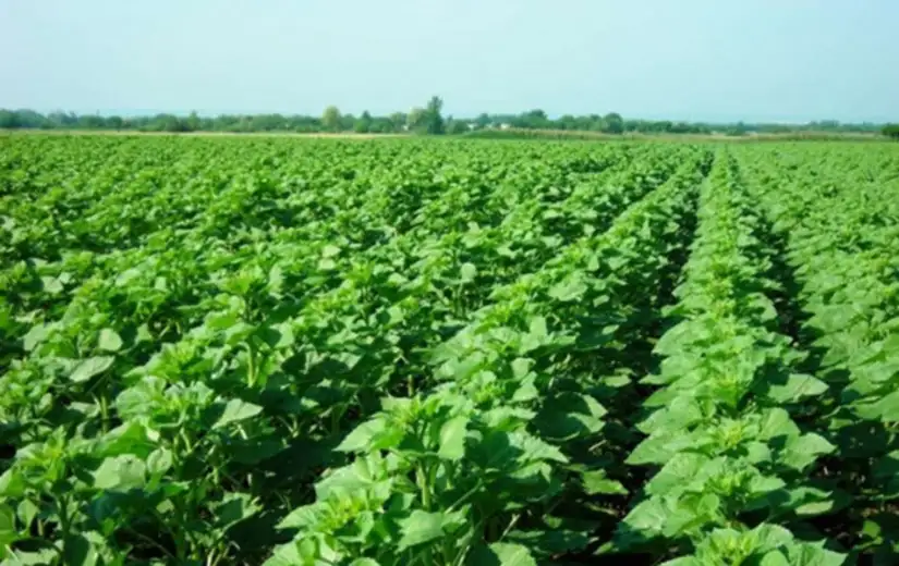 Subvencije za pčelare i udruženja iz oblasti poljoprivrede