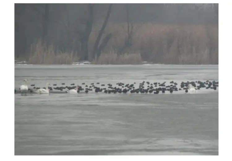 Uskoro počinje akcija brojanja ptica u Srbiji – „Ptice moje hranilice“