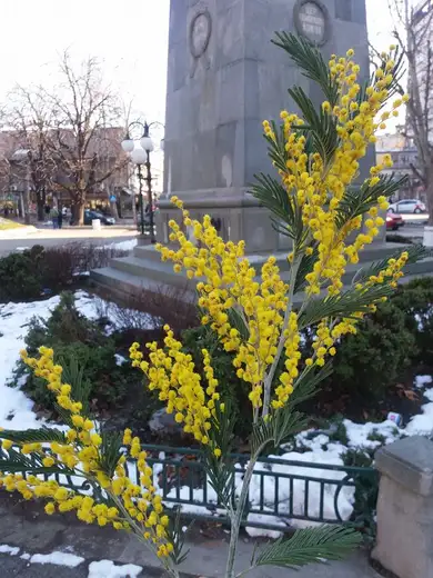 Na ulice Zaječara stigle su mimoze (foto)