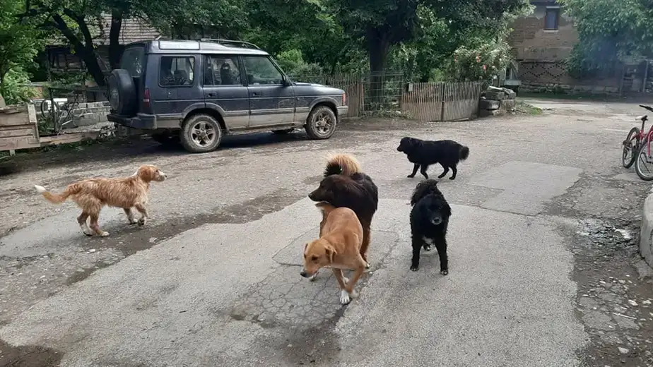 Prikupljanjе srеdstava za napuštеnе životinjе i podеla promotivnog matеrijala