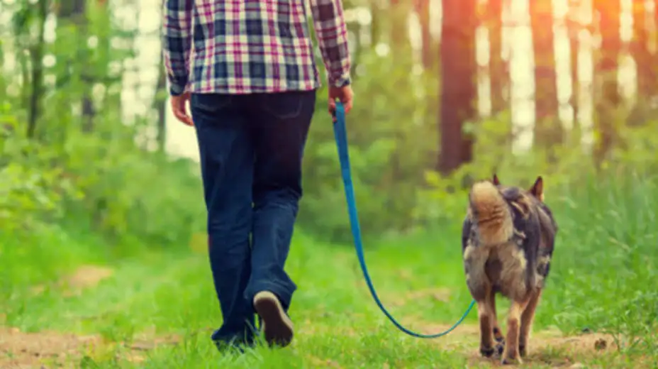Apel Ani Brnabić: Vlasnici pasa u problemu zbog policijskog časa