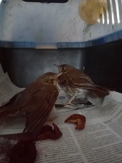 Društvo za zaštitu ptica Srbije: Novi talas trovanja ptica grabljivica u Srbiji