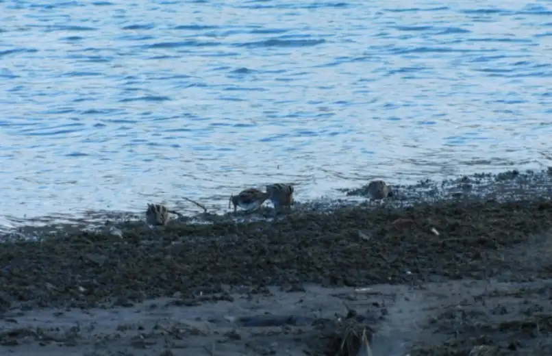 Čišćenje Grliškog jezera u subotu 4. juna