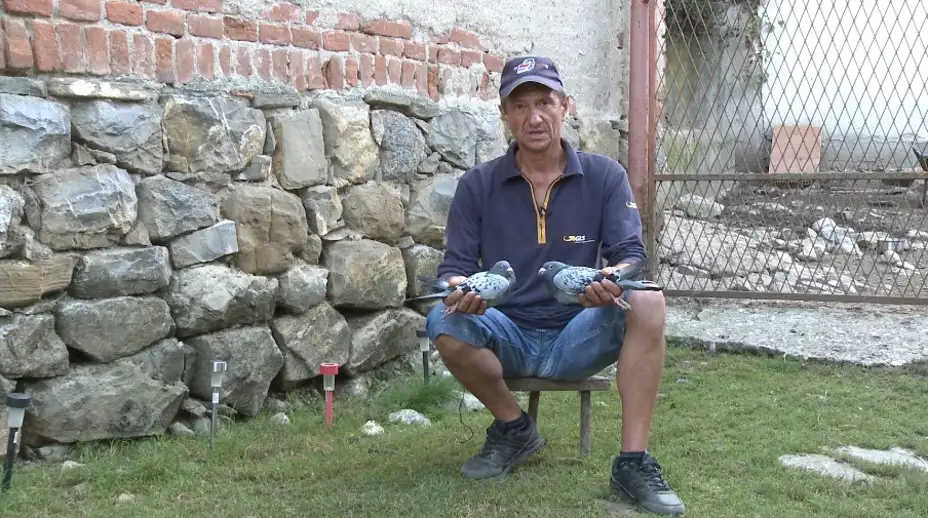 Pismonoše i visokoletači: golubarstvo kao porodična tradicija